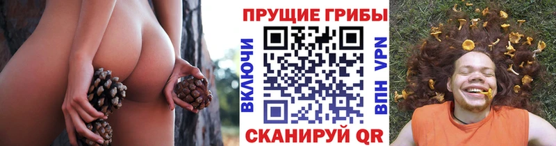 Купить  Стародуб  Псилоцибиновые грибы прущие грибы 